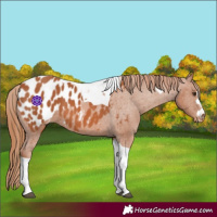Horse Color:Chestnut Tobiano Appaloosa