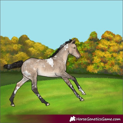 Horse Color:White Spotted Bay Dun Rabicano