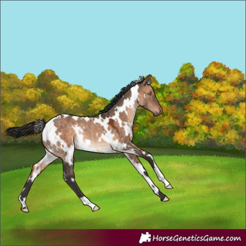 Horse Color:White Spotted Brown Dun Rabicano 