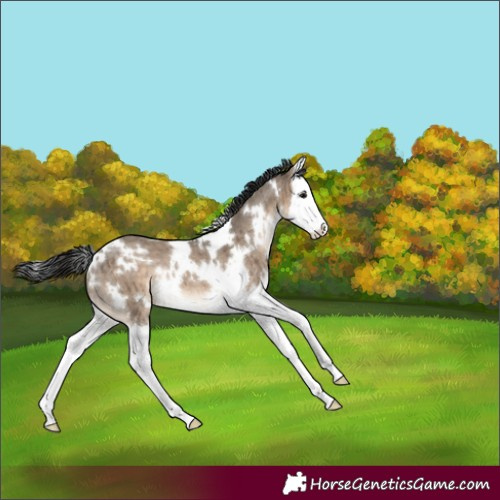 Horse Color:White Spotted Brown Dun Splash Brindle