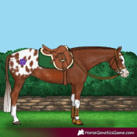 Horse Color:Chestnut Splash Appaloosa 