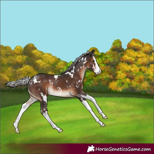 Horse Color:White Spotted Silver Brown Splash Rabicano
