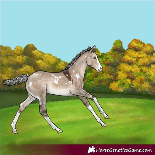 Horse Color:White Spotted Silver Brown Dun Splash Rabicano 