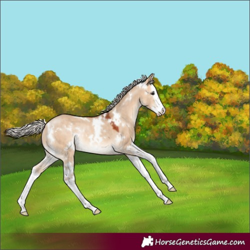 Horse Color:White Spotted Silver Bay Dun Splash Rabicano 
