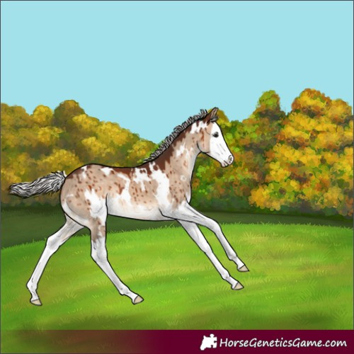 Horse Color:White Spotted Silver Brown Dun Splash Brindle