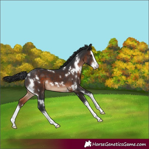 Horse Color:White Spotted Brown Splash 
