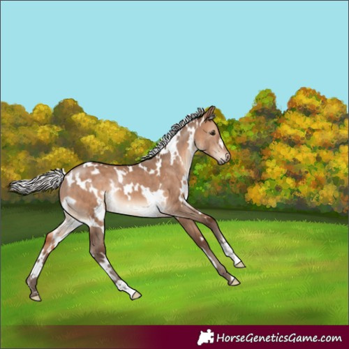 Horse Color:White Spotted Silver Brown Dun Rabicano