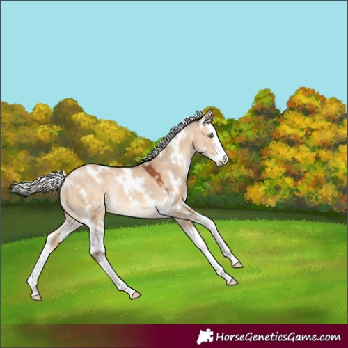 Horse Color:White Spotted Silver Bay Dun Splash Rabicano 