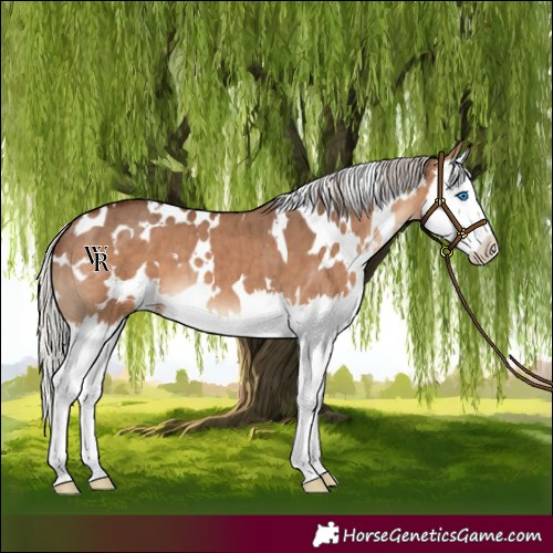 Horse Color:White Spotted Silver Brown Dun Splash Brindle
