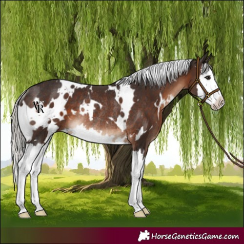 Horse Color:White Spotted Silver Brown Splash Rabicano