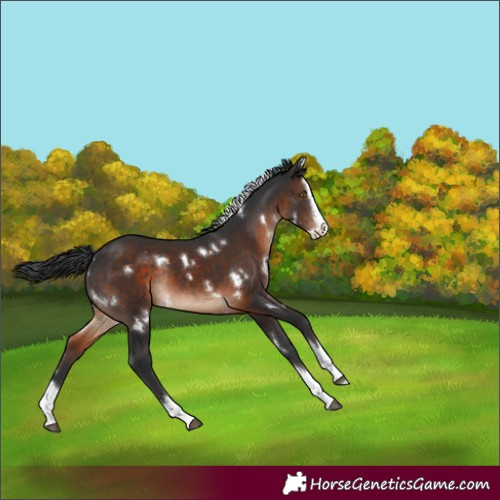Horse Color:White Spotted Brown Splash Rabicano