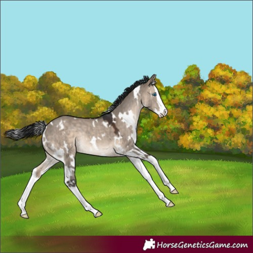Horse Color:White Spotted Brown Dun Splash Rabicano