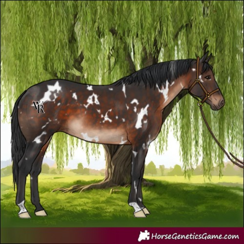 Horse Color:White Spotted Brown