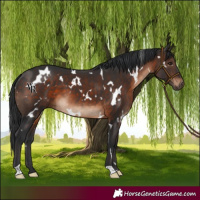 Horse Color:White Spotted Brown 