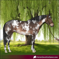 Horse Color:White Spotted Brown 
