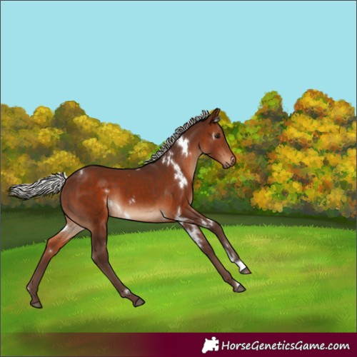 Horse Color:White Spotted Silver Brown