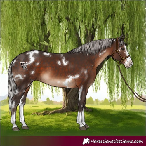 Horse Color:White Spotted Silver Brown Splash 