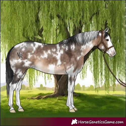 Horse Color:White Spotted Brown Dun Splash