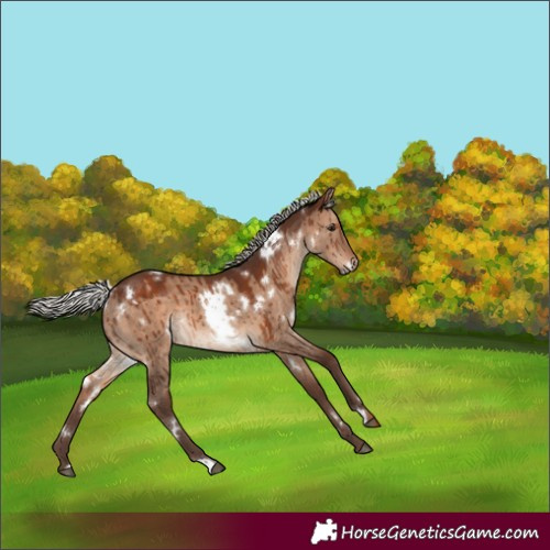 Horse Color:White Spotted Silver Brown Dun Brindle 