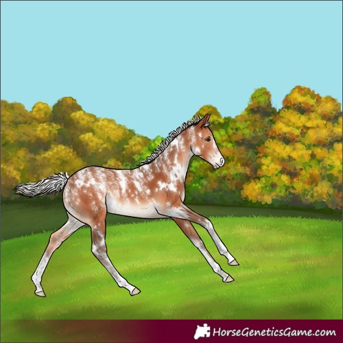 Horse Color:Powder White White Spotted Silver Bay