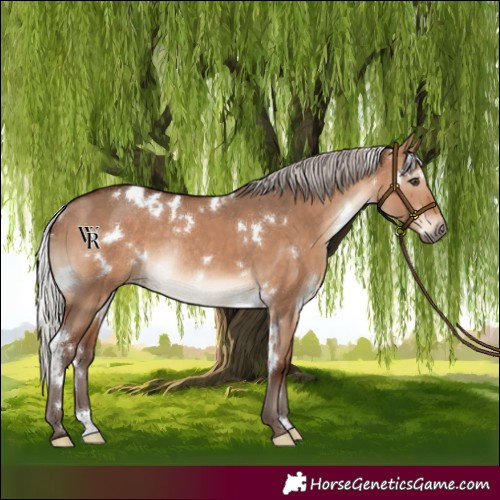 Horse Color:White Spotted Silver Brown Dun Rabicano