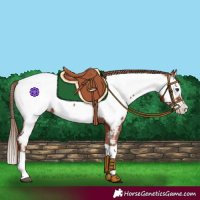 Horse Color:Chestnut Splash Appaloosa 