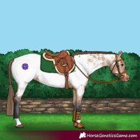Horse Color:Bay Dun Appaloosa 