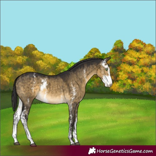 Horse Color:Buckskin Dun Sabino Brindle 