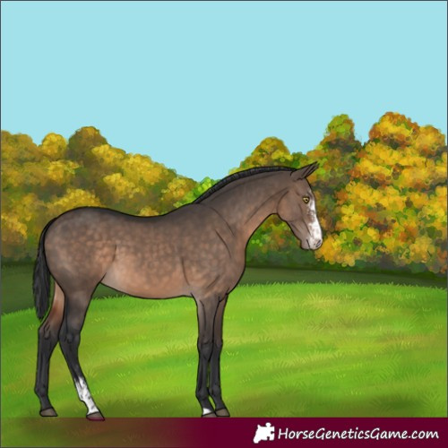 Horse Color:Brown Dun Sabino 