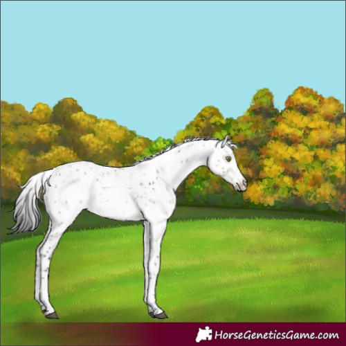 Horse Color:Brown Dun Sabino