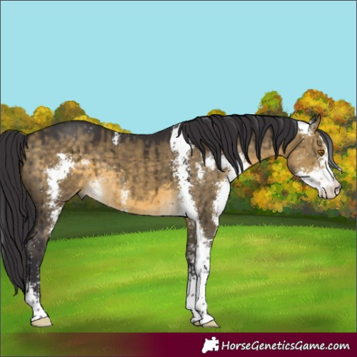 Horse Color:Buckskin Dun Sabino Brindle 