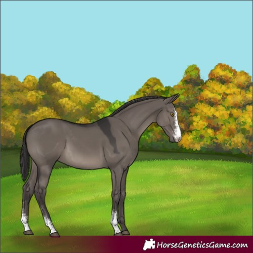 Horse Color:Smoky Grullo Sabino 