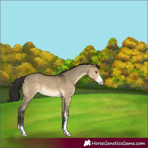Horse Color:Buckskin Dun Sabino