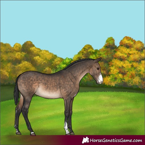 Horse Color:Brown Dun Sabino