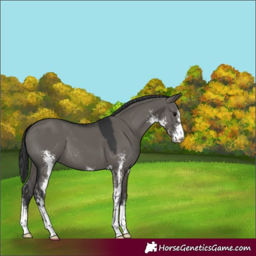 Horse Color:Grullo Sabino