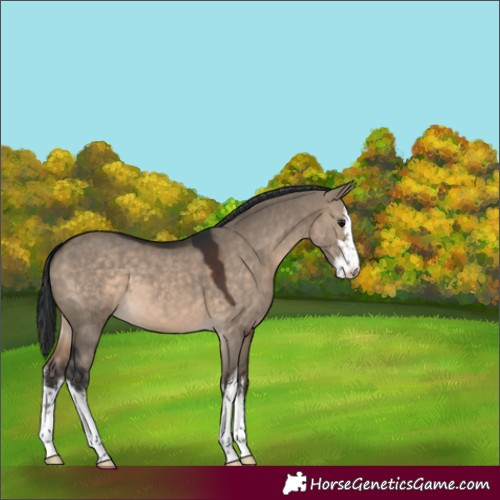 Horse Color:White Spotted Brown Dun 