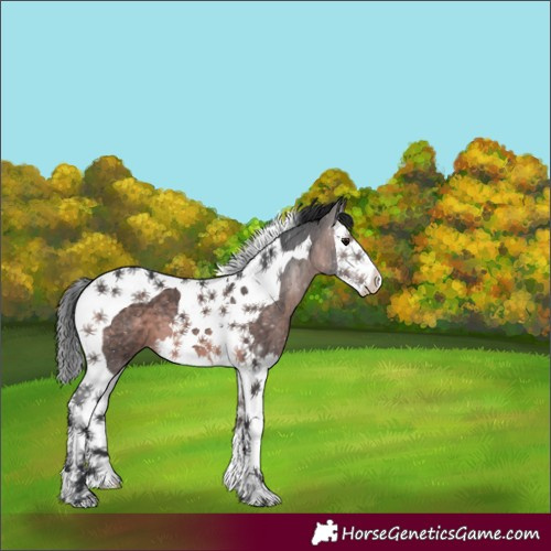 Horse Color:Platinum Brown Splash Tobiano 