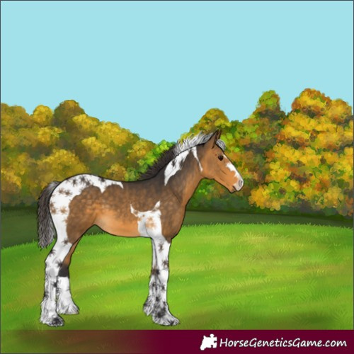 Horse Color:Buckskin Tobiano 