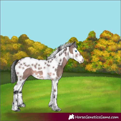 Horse Color:Platinum Bay Splash Tobiano