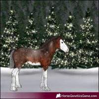 Horse Color:Bay Ice Splash