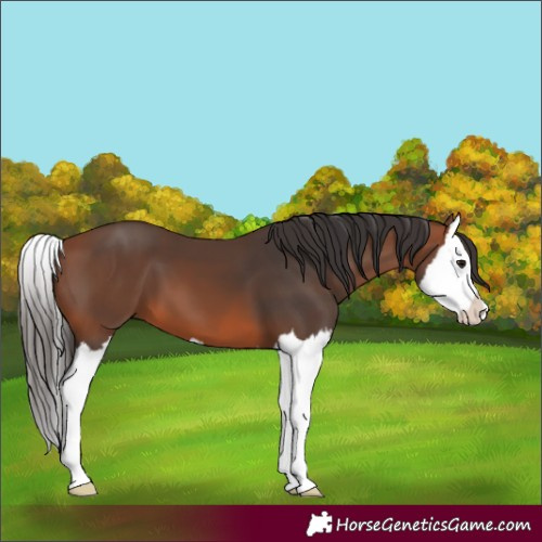 Horse Color:Bay Splash 