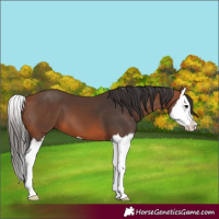 Horse Color:Bay Splash 