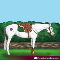Horse Color:Chestnut Splash Appaloosa 