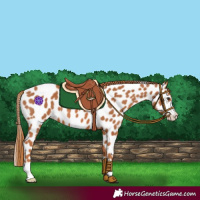 Horse Color:Chestnut Appaloosa 