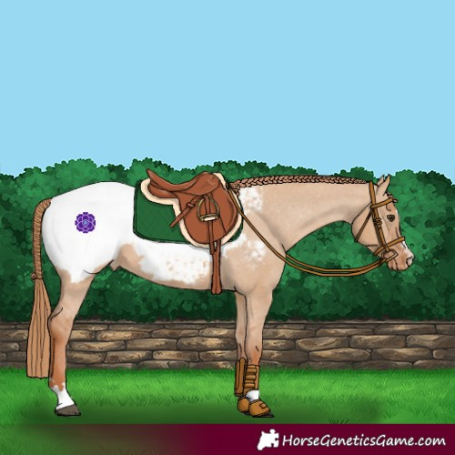 Horse Color:Red Dun Appaloosa 