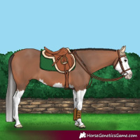 Horse Color:Bay Splash 