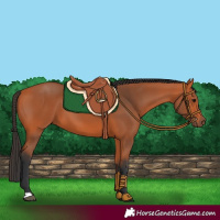 Horse Color:Bay 