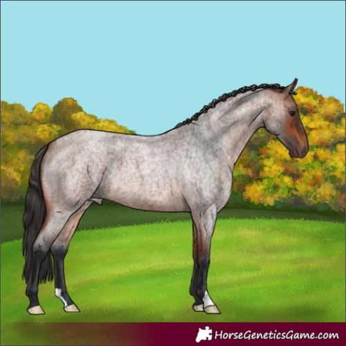 Horse Color:Bay Roan 
