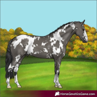 Horse Color:White Spotted Grullo