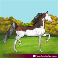 Horse Color:Bay Splash 